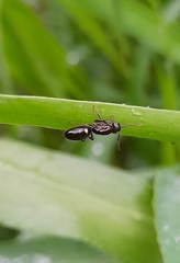 Camponotus sexguttatus