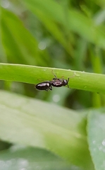 Camponotus sexguttatus