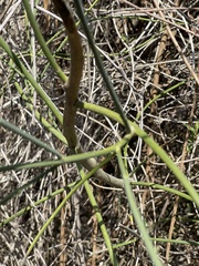 Ephedra californica