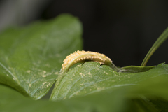 Puccinia smyrnii
