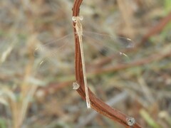 Lestes pallidus