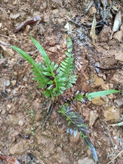 Blechnum orientale