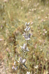 Stachys inflata