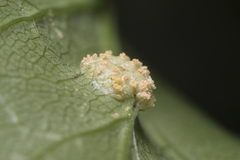 Puccinia smyrnii
