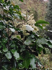 Heptapleurum heptaphyllum