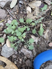 Parthenium confertum