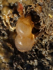 Aplidium punctum