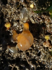 Aplidium punctum