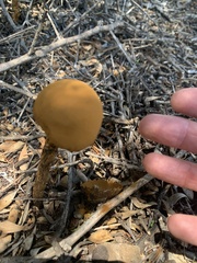 Battarrea phalloides