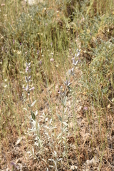 Stachys inflata