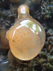 Aplidium punctum