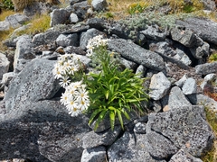 Dolichoglottis scorzoneroides
