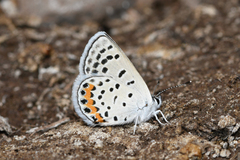 Icaricia lupini texanus