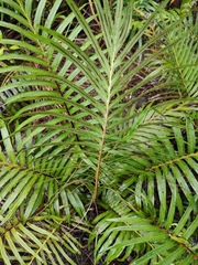 Blechnum orientale