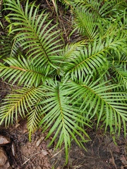 Blechnum orientale