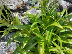 Dolichoglottis scorzoneroides