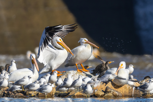 American White Pelican, photo 10 of 10