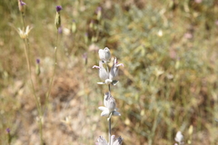Stachys inflata