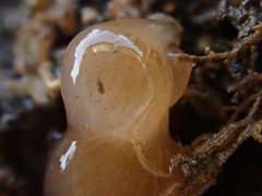 Aplidium punctum