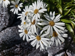 Dolichoglottis scorzoneroides