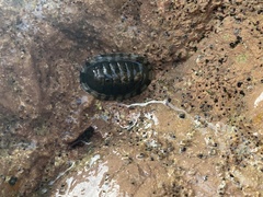 Chiton marmoratus