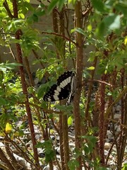 Limenitis weidemeyerii
