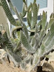 Opuntia senilis