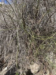 Ephedra californica
