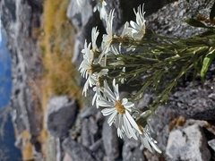 Dolichoglottis scorzoneroides