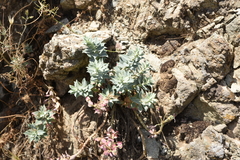 Euphorbia myrsinites