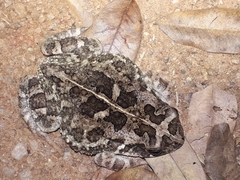 Sclerophrys regularis
