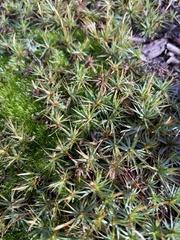 Polytrichastrum ohioense