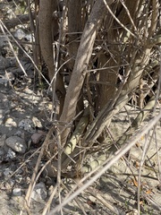Ephedra californica