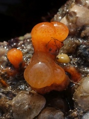 Aplidium punctum