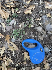 Parthenium confertum