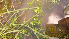 Callitriche obtusangula