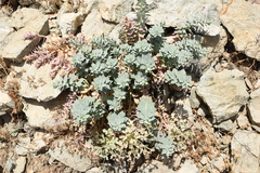 Euphorbia myrsinites