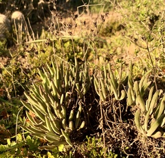 Dudleya attenuata