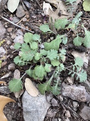 Parthenium confertum