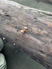 Scytinotus longinquus