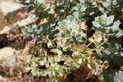 Euphorbia myrsinites