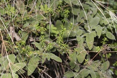 Galium heldreichii
