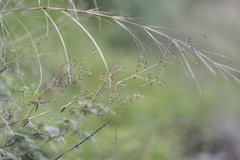 Galium heldreichii