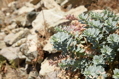 Euphorbia myrsinites