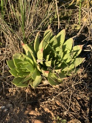 Dudleya brittonii