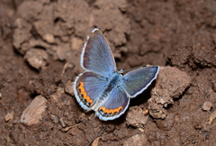 Icaricia lupini texanus