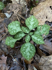 Pachysandra procumbens