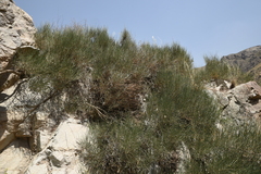 Ephedra
