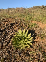 Dudleya brittonii