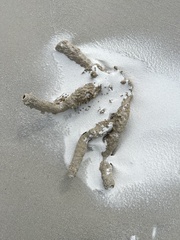 Callyspongia aculeata